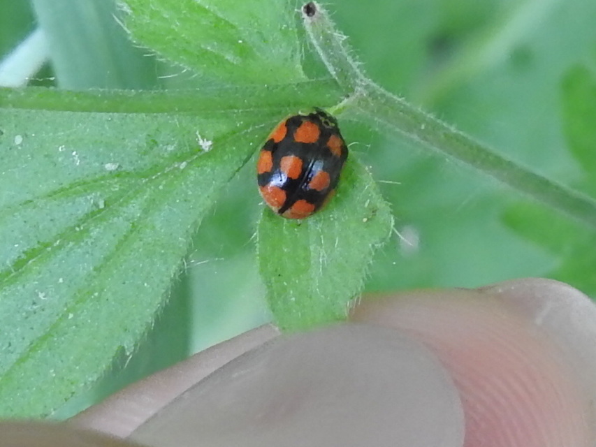 Adalia decempunctata - tízpettyes katica