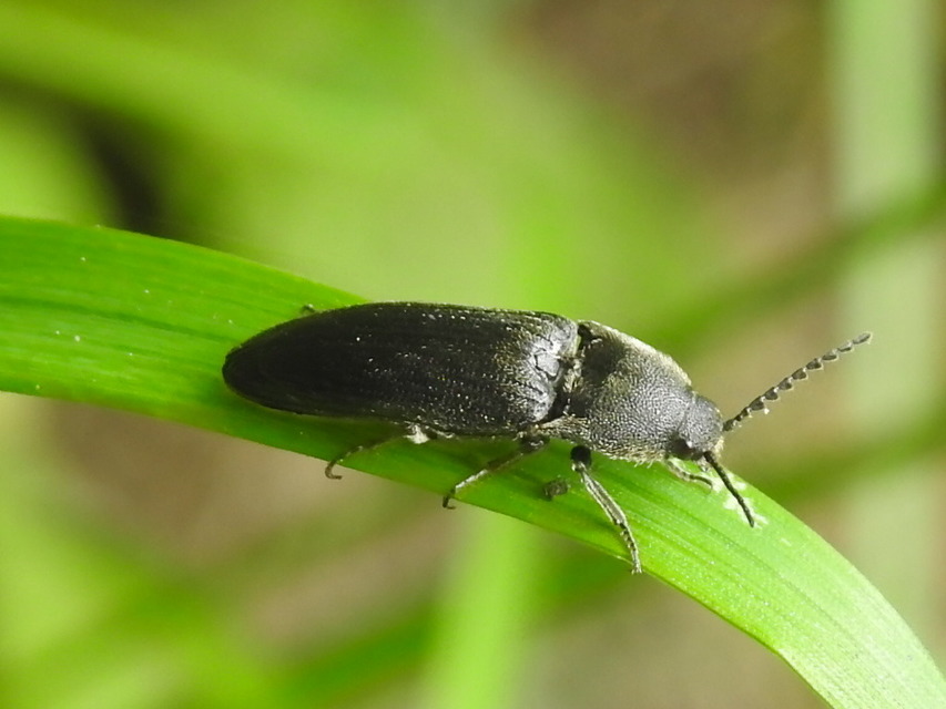 Melanotus