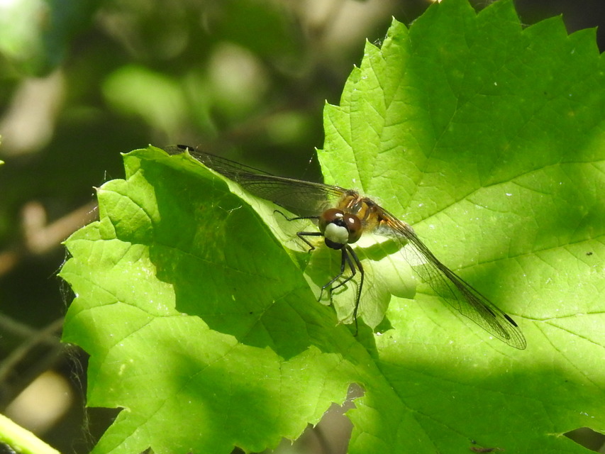 Leucorrhinia pectoralis - lápi álarcos-szitakötő