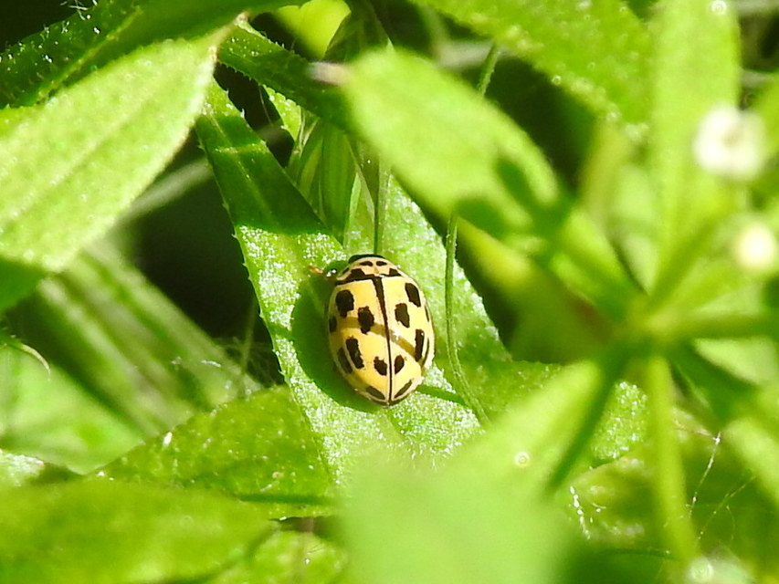 Propylea quatuordecimpunctata - tizennégypettyes füsskata