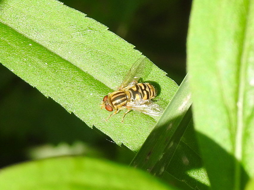 Parhelophilus