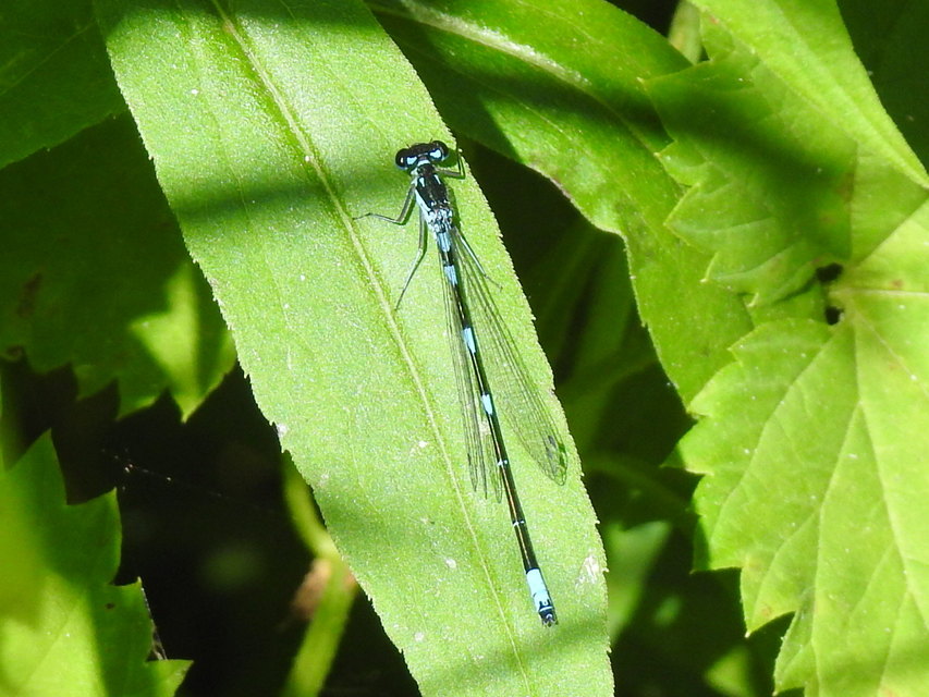 Coenagrion pulchellum - karcsú légivadász