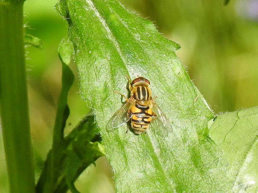 Parhelophilus