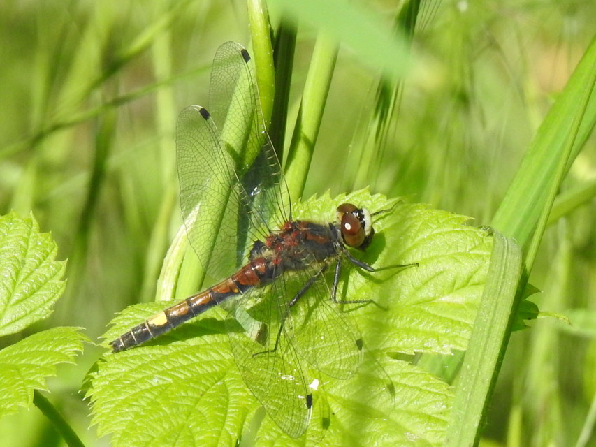 Leucorrhinia pectoralis - lápi álarcos-szitakötő