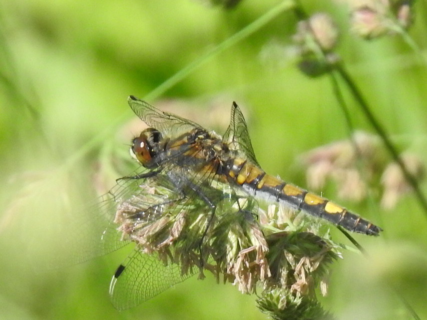Leucorrhinia pectoralis - lápi álarcos-szitakötő