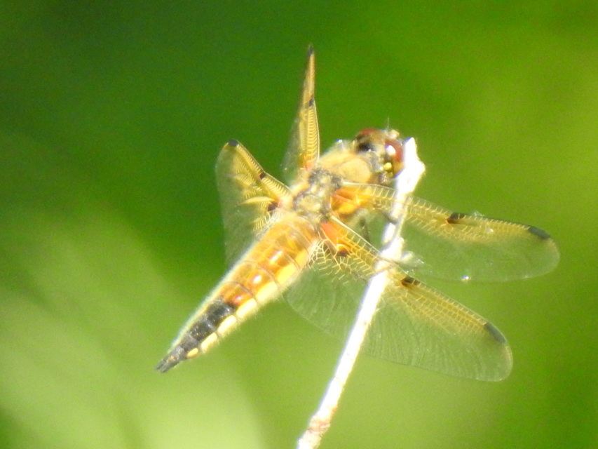 Libellula quadrimaculata - négyfoltos laposacsa
