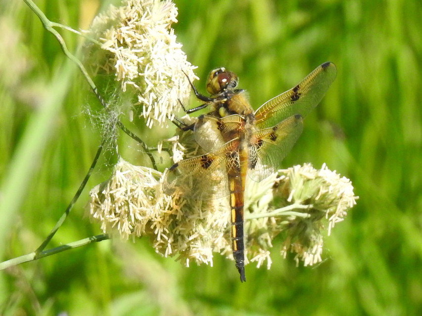 Libellula quadrimaculata - négyfoltos laposacsa