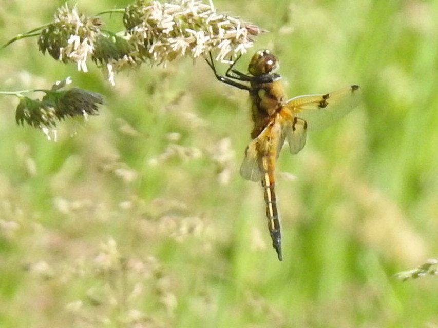 Libellula quadrimaculata - négyfoltos laposacsa