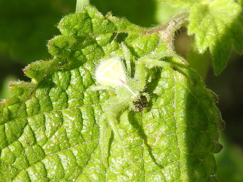 Heriaeus