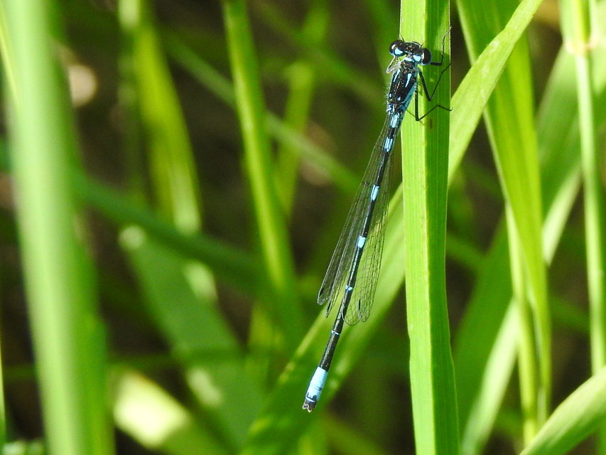 Coenagrion pulchellum - karcsú légivadász