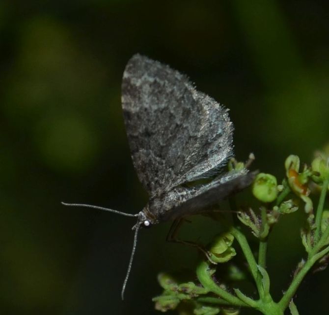 Pasiphila chloerata - hamvas törpearaszoló
