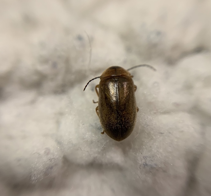 Microcara testacea - nagy rétbogár