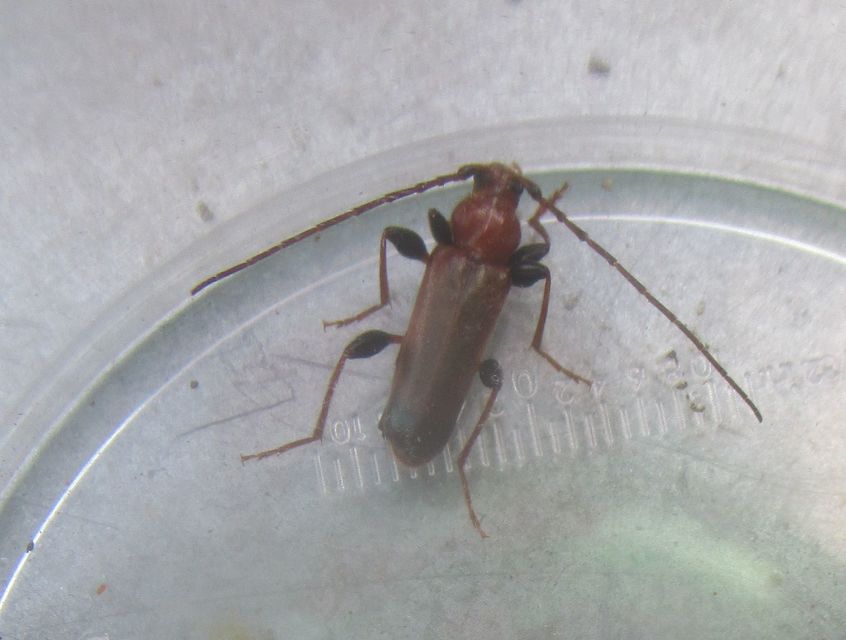Phymatodes testaceus - változékony korongcincér