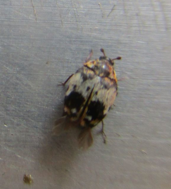 Anthrenus querneri