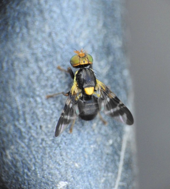 Rhagoletis cerasi - európai cseresznyelégy
