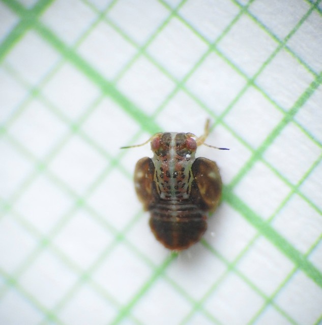 Psyllidae