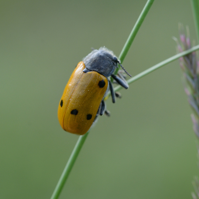 Lachnaia sexpunctata - szőrösnyakú zsákhordóbogár