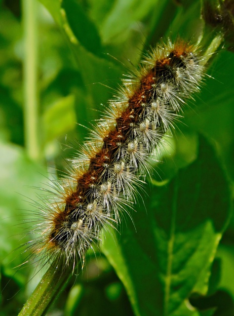 Rhyparia purpurata - bíborszínű medvelepke