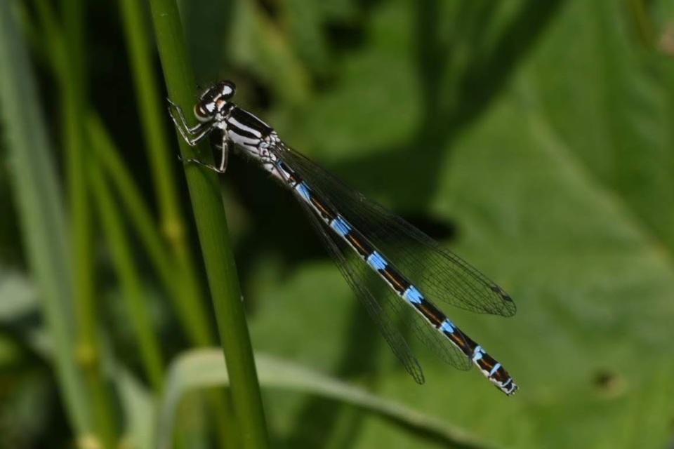 Coenagrion ornatum - díszes légivadász