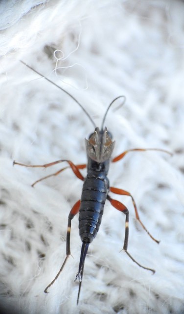 Hymenoptera - Hártyásszárnyúak