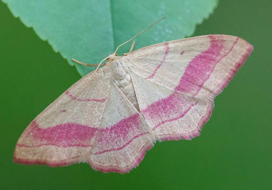 Rhodostrophia vibicaria - pirosszélű araszoló