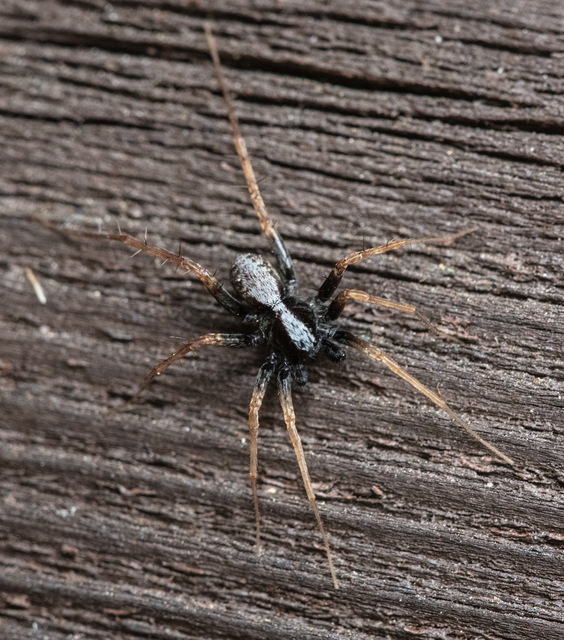 Pardosa alacris/lugubris
