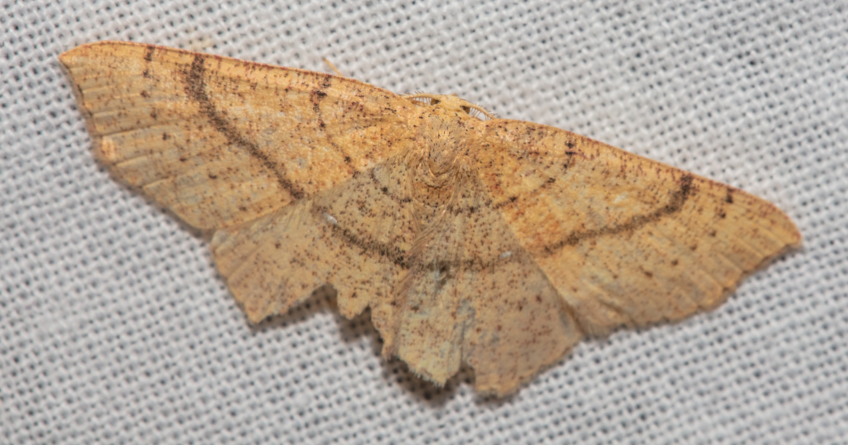 Cyclophora ruficiliaria - vörösrojtú pettyesaraszoló