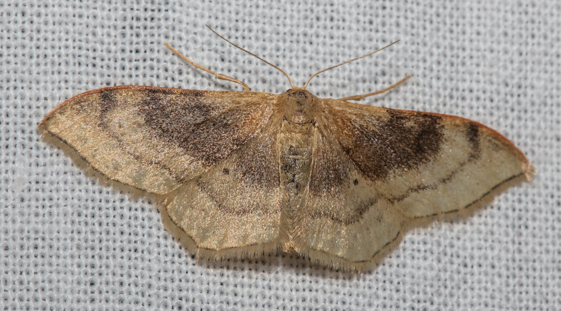 Idaea degeneraria - barnasávos araszoló