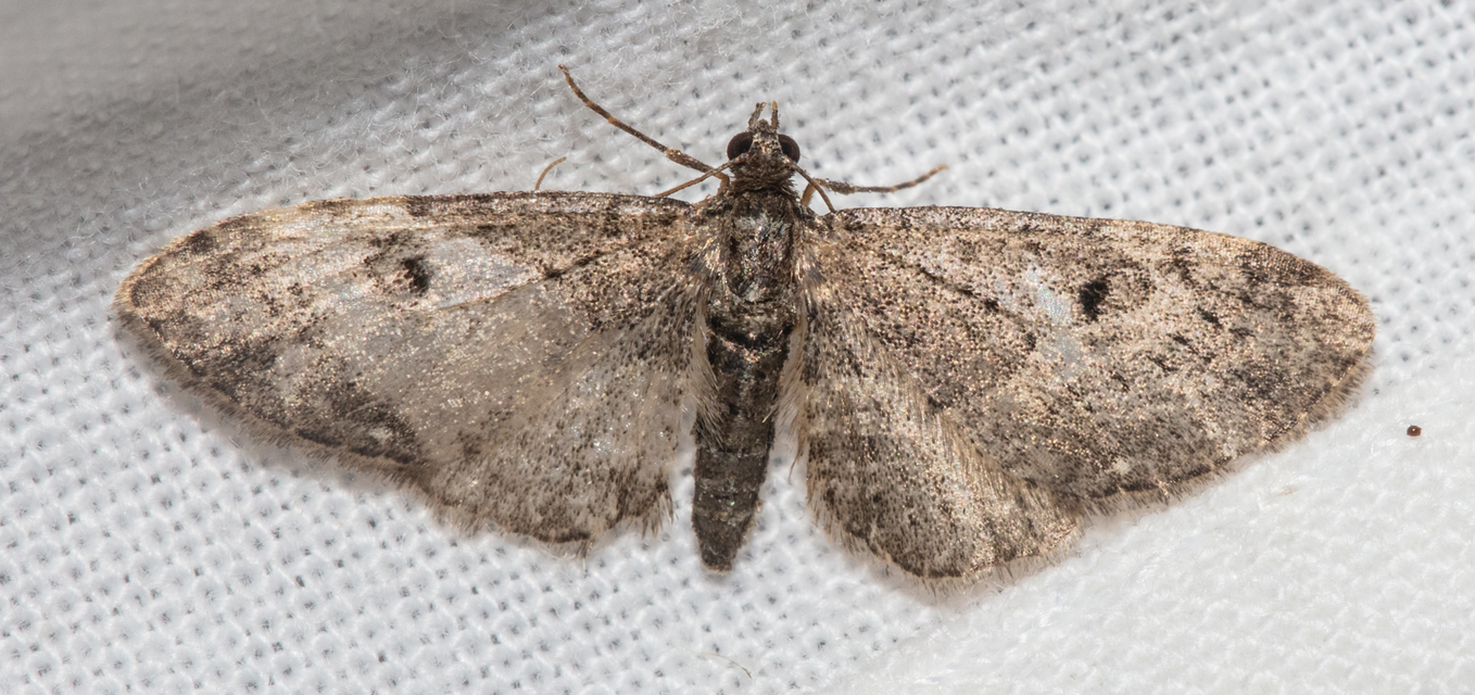 Eupithecia dodoneata - tölgy-törpearaszoló