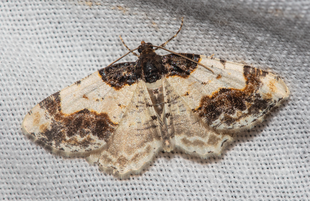 Ligdia adustata - barna levélaraszoló