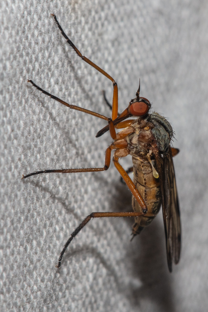 Empis