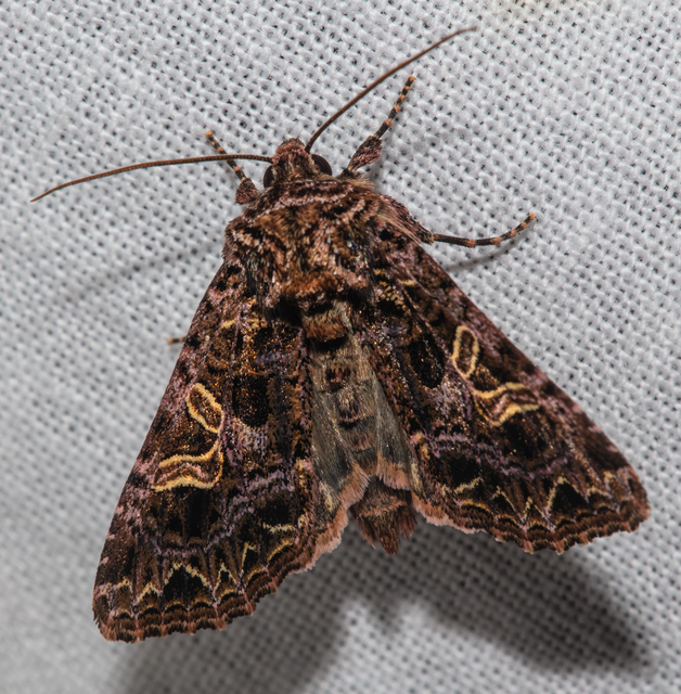 Sideridis rivularis - vörhenyes szegfűbagoly