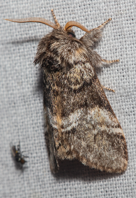 Drymonia dodonea - bélyeges púposszövő