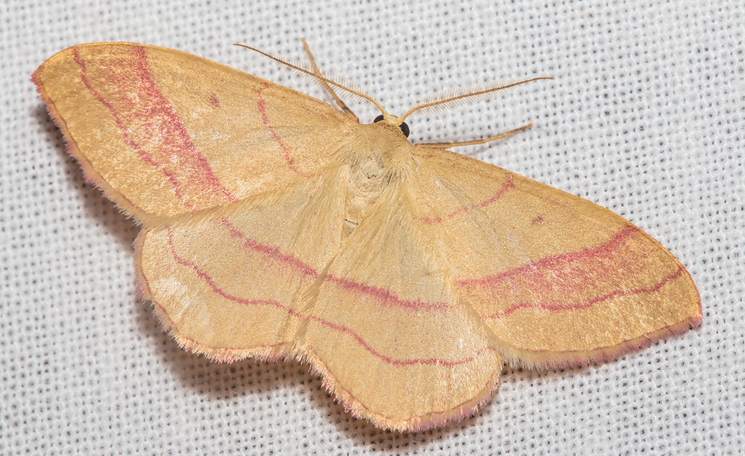 Rhodostrophia vibicaria - pirosszélű araszoló