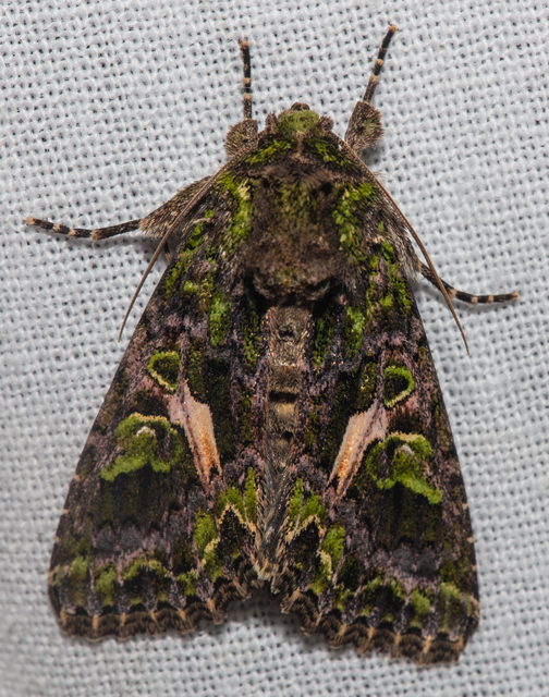 Trachea atriplicis - nyári zöldbagoly