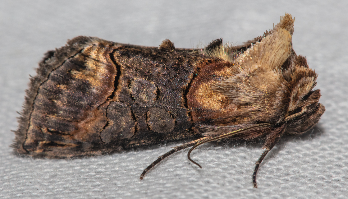 Abrostola triplasia - közönséges csalánbagoly