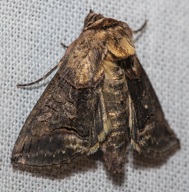 Abrostola triplasia - közönséges csalánbagoly
