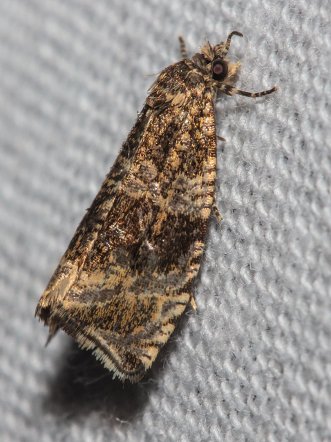 Celypha lacunana - vízparti tükrösmoly