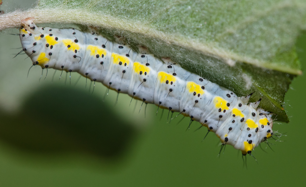 Diloba caeruleocephala - őszi kékesbagoly
