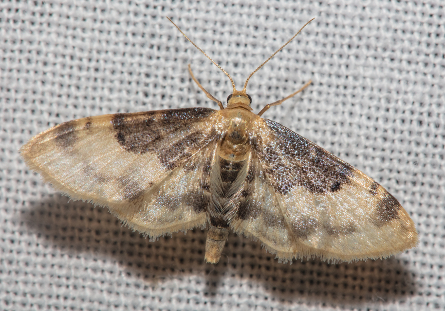 Idaea filicata - sötéttövű apróaraszoló