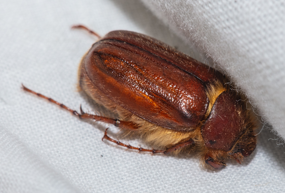 Holochelus vernus - tavaszi cserebogár