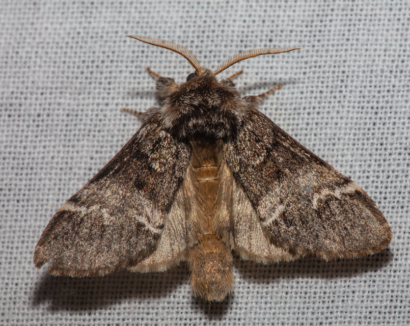 Drymonia dodonea - bélyeges púposszövő