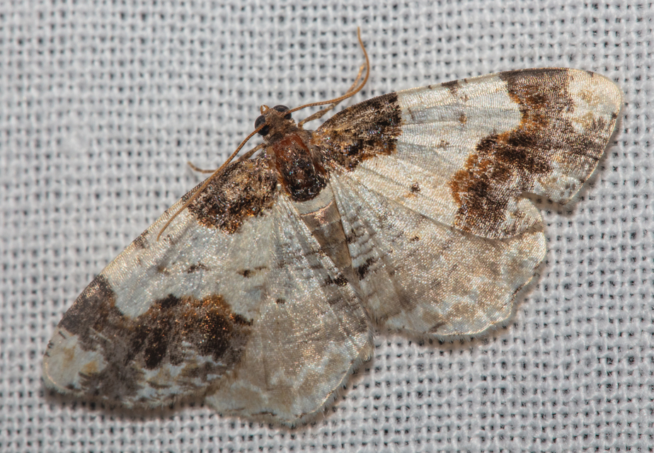 Ligdia adustata - barna levélaraszoló