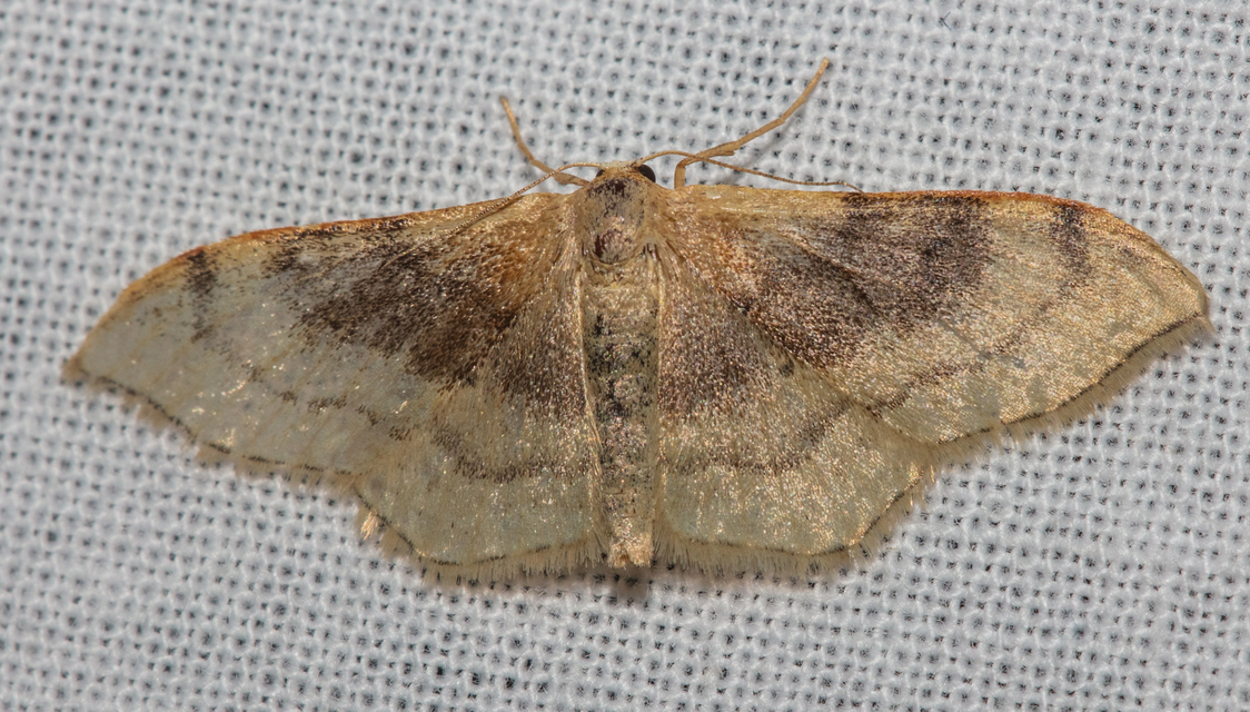 Idaea degeneraria - barnasávos araszoló