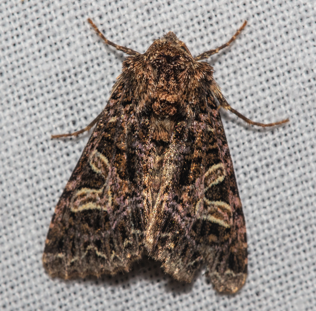 Sideridis rivularis - vörhenyes szegfűbagoly