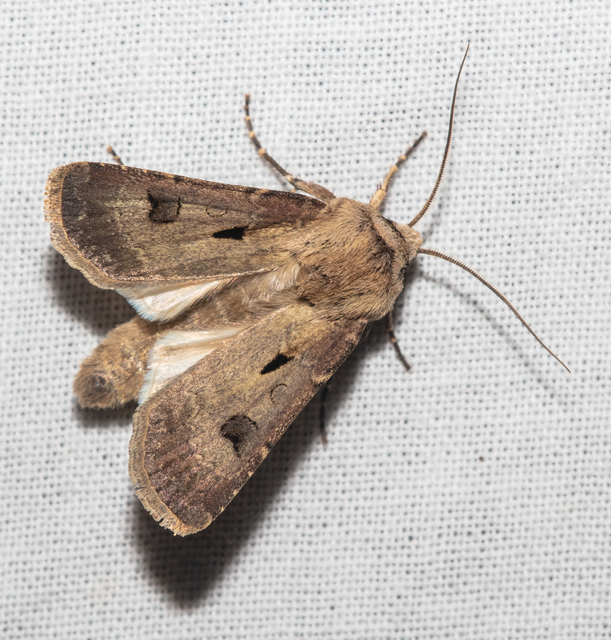 Agrotis exclamationis - felkiáltójeles földibagoly