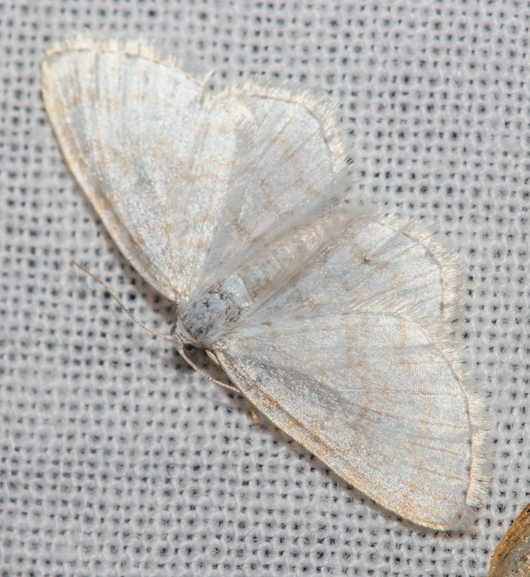 Asthena albulata - gyertyán-fehéraraszoló