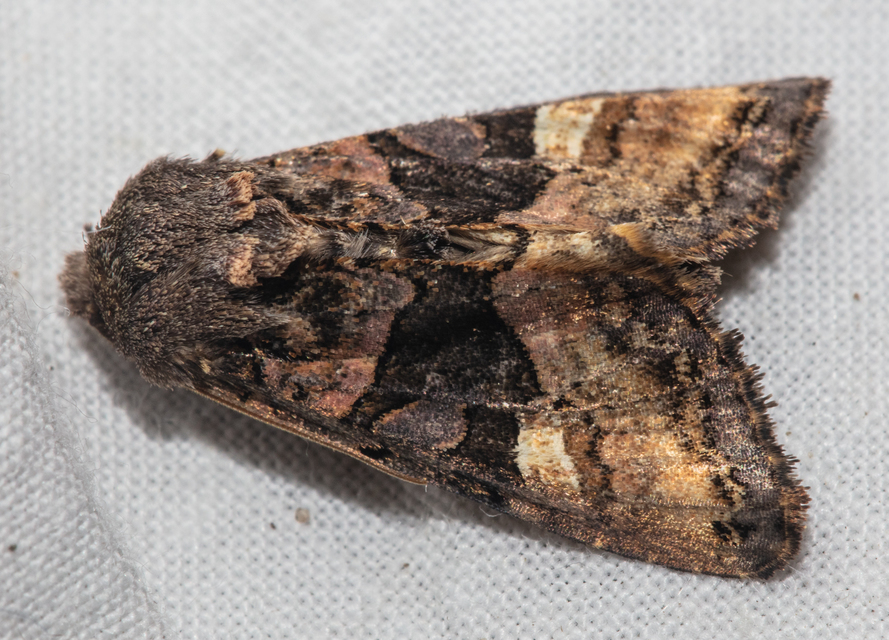Euplexia lucipara - szeder-csipkésbagoly
