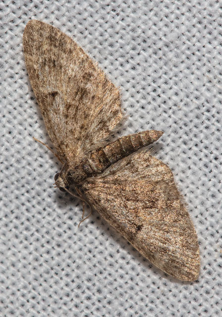 Eupithecia dodoneata - tölgy-törpearaszoló