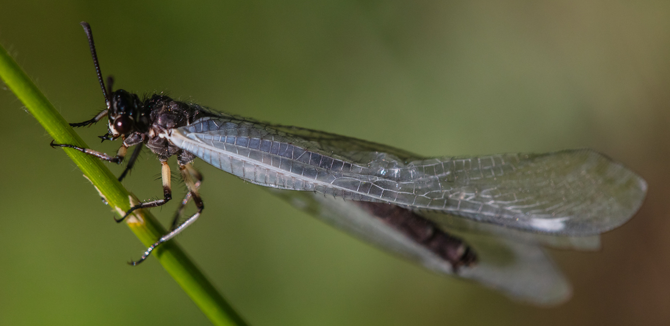 Myrmeleon formicarius - erdei hangyaleső